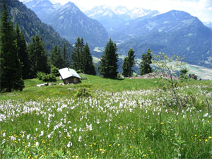 wollgras bei der Seealpe