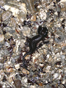 Alpensalamander